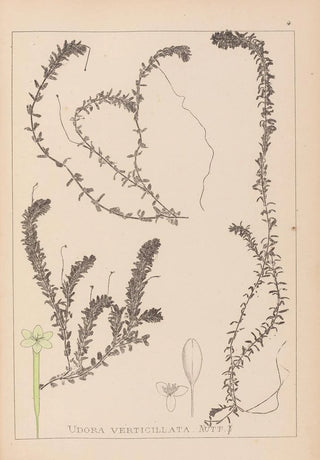 Herbier de la flore française Pl1063 - Louis Antoine Cusin — artwork view
