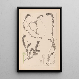 Herbier de la flore française Pl1063 - Louis Antoine Cusin — framed artwork on a wall