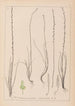 Herbier de la flore française Pl1064 - Louis Antoine Cusin — artwork view