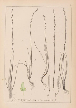 Herbier de la flore française Pl1064 - Louis Antoine Cusin — artwork view