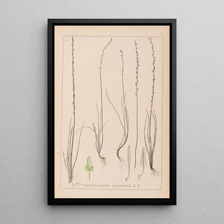 Herbier de la flore française Pl1064 - Louis Antoine Cusin — framed artwork on a wall