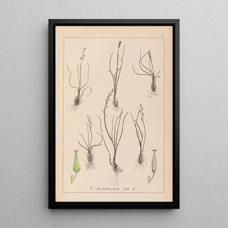 Herbier de la flore française Pl1065 - Louis Antoine Cusin — framed artwork on a wall