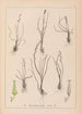 Herbier de la flore française Pl1065 - Louis Antoine Cusin — artwork view