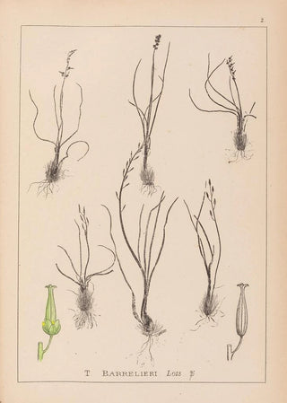 Herbier de la flore française Pl1065 - Louis Antoine Cusin — artwork view