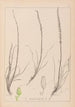 Herbier de la flore française Pl1066 - Louis Antoine Cusin — artwork view