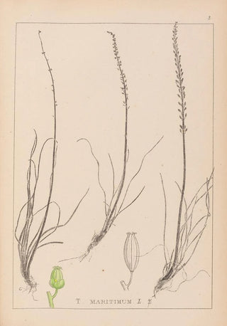 Herbier de la flore française Pl1066 - Louis Antoine Cusin — artwork view