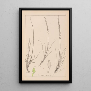 Herbier de la flore française Pl1066 - Louis Antoine Cusin — framed artwork on a wall