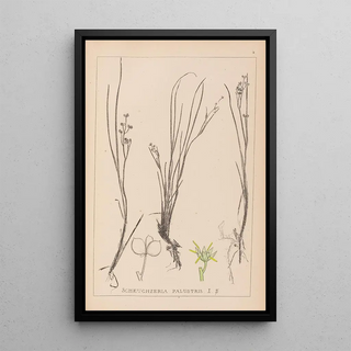 Herbier de la flore française Pl1067 - Louis Antoine Cusin — framed artwork on a wall