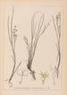 Herbier de la flore française Pl1067 - Louis Antoine Cusin — artwork view