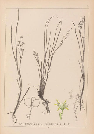 Herbier de la flore française Pl1067 - Louis Antoine Cusin — artwork view