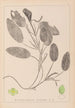 Herbier de la flore française Pl1068 - Louis Antoine Cusin — artwork view