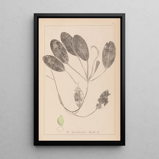 Herbier de la flore française Pl1069 - Louis Antoine Cusin — framed artwork on a wall