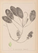 Herbier de la flore française Pl1069 - Louis Antoine Cusin — artwork view