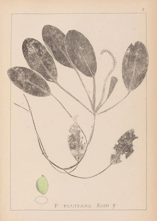 Herbier de la flore française Pl1069 - Louis Antoine Cusin — artwork view
