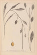 Herbier de la flore française Pl1070 - Louis Antoine Cusin — artwork view
