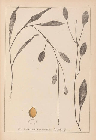 Herbier de la flore française Pl1070 - Louis Antoine Cusin — artwork view