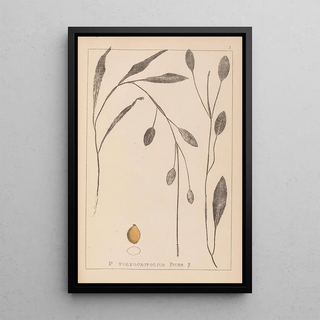 Herbier de la flore française Pl1070 - Louis Antoine Cusin — framed artwork on a wall