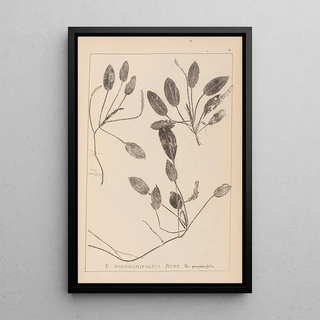 Herbier de la flore française Pl1071 - Louis Antoine Cusin — framed artwork on a wall
