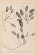 Herbier de la flore française Pl1071 - Louis Antoine Cusin — artwork view