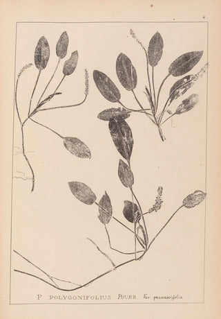 Herbier de la flore française Pl1071 - Louis Antoine Cusin — artwork view