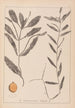 Herbier de la flore française Pl1072 - Louis Antoine Cusin — artwork view