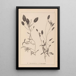 Herbier de la flore française Pl1074 - Louis Antoine Cusin — framed artwork on a wall