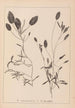 Herbier de la flore française Pl1074 - Louis Antoine Cusin — artwork view