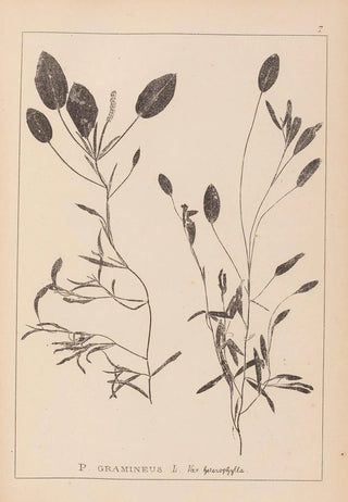 Herbier de la flore française Pl1074 - Louis Antoine Cusin — artwork view