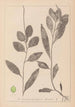 Herbier de la flore française Pl1075 - Louis Antoine Cusin — artwork view