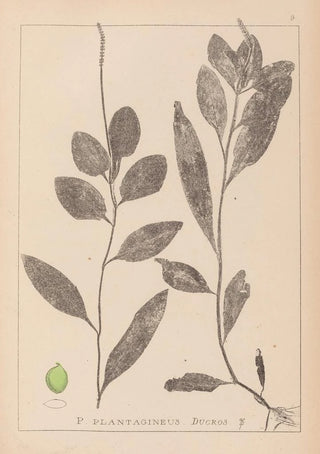 Herbier de la flore française Pl1075 - Louis Antoine Cusin — artwork view