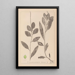 Herbier de la flore française Pl1075 - Louis Antoine Cusin — framed artwork on a wall