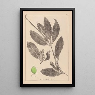 Herbier de la flore française Pl1076 - Louis Antoine Cusin — framed artwork on a wall