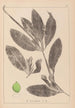 Herbier de la flore française Pl1076 - Louis Antoine Cusin — artwork view