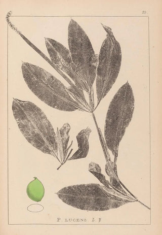 Herbier de la flore française Pl1076 - Louis Antoine Cusin — artwork view