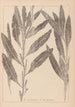 Herbier de la flore française Pl1077 - Louis Antoine Cusin — artwork view