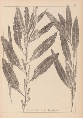 Herbier de la flore française Pl1077 - Louis Antoine Cusin — artwork view