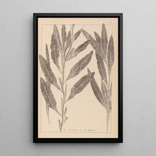 Herbier de la flore française Pl1077 - Louis Antoine Cusin — framed artwork on a wall