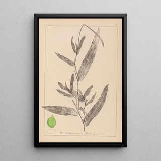 French flora herbarium painting Pl1078 - Louis Antoine Cusin — framed artwork on a wall