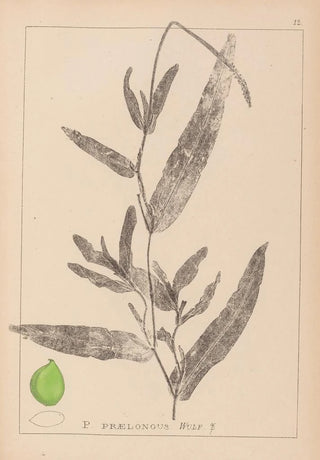 French flora herbarium painting Pl1078 - Louis Antoine Cusin — artwork view