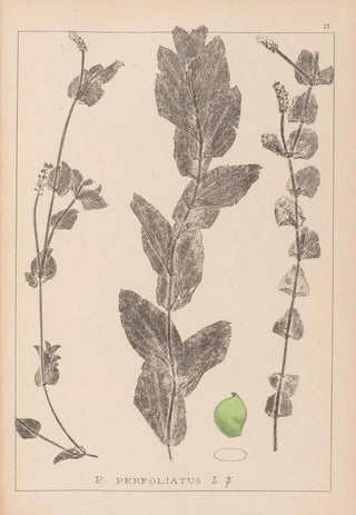 Herbier de la flore française Pl1079 - Louis Antoine Cusin — artwork view