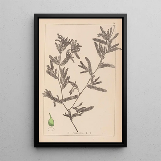 Herbier de la flore française Pl1080 - Louis Antoine Cusin — framed artwork on a wall