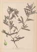 Herbier de la flore française Pl1080 - Louis Antoine Cusin — artwork view
