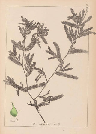 Herbier de la flore française Pl1080 - Louis Antoine Cusin — artwork view