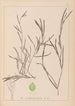 Herbier de la flore française Pl1081 - Louis Antoine Cusin — artwork view