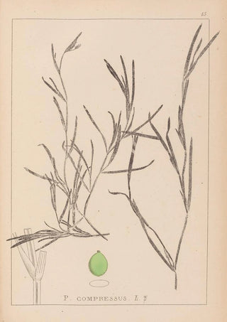 Herbier de la flore française Pl1081 - Louis Antoine Cusin — artwork view