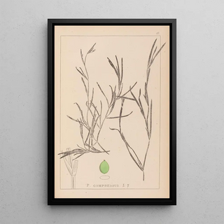 Herbier de la flore française Pl1081 - Louis Antoine Cusin — framed artwork on a wall