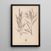 Herbier de la flore française Pl1082 - Louis Antoine Cusin — framed artwork on a wall