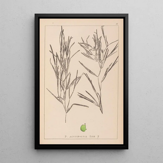 Herbier de la flore française Pl1082 - Louis Antoine Cusin — framed artwork on a wall