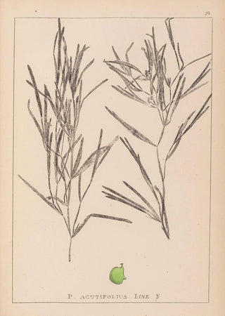 Herbier de la flore française Pl1082 - Louis Antoine Cusin — artwork view