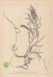 Herbier de la flore française Pl1083 - Louis Antoine Cusin — artwork view